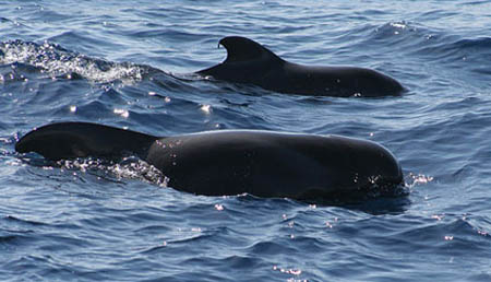 Whale hunt legalization fails