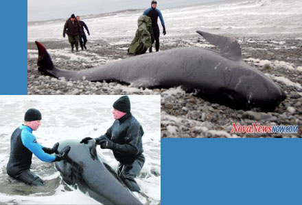Whale Rescue