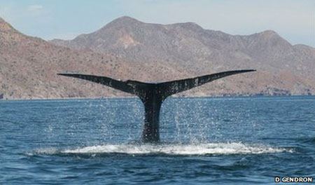 Blue Whale Fluking
