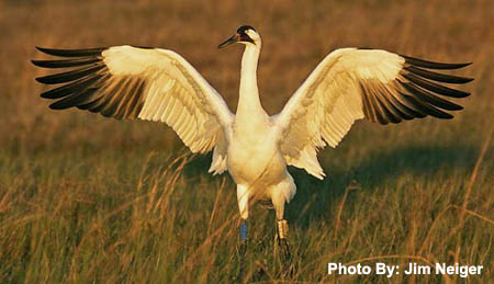 Whooping Crane