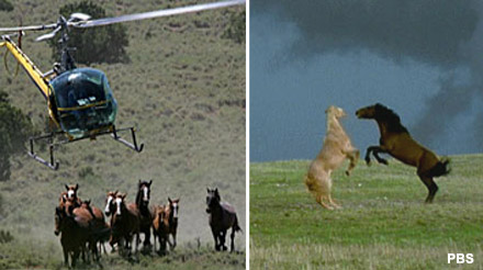 Wild Horse Roundup