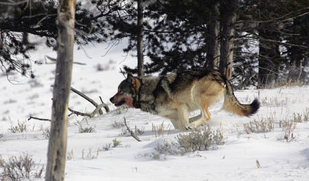 Wolves Back On Endangered Species List