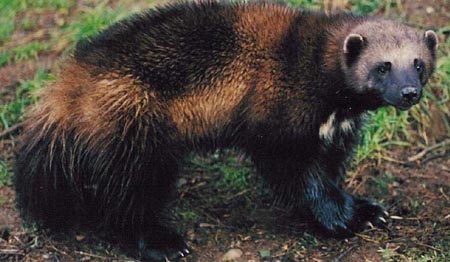 Wolverine