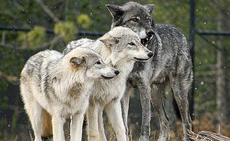 Montana Gray Wolves