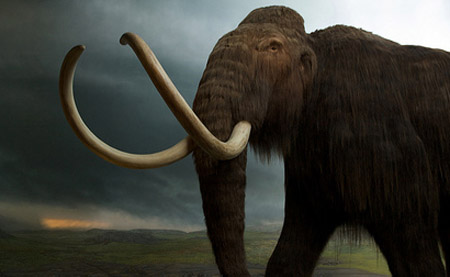 Wooly Mammoth