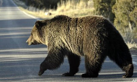 Yellowstone Bear