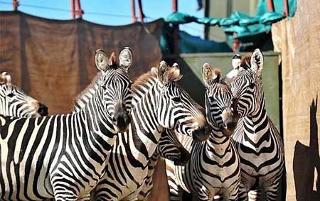 Zebra Roundup