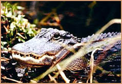 Living With Gators
